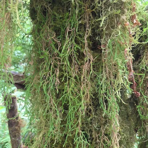 Oregon spikemoss