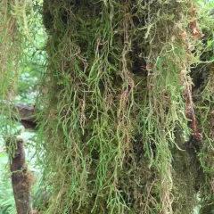 Oregon spikemoss thumbnail 1