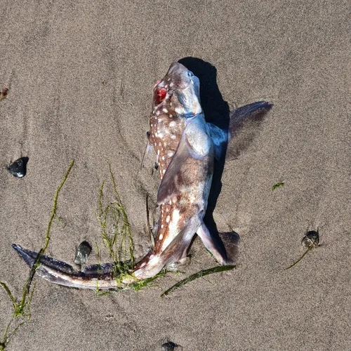 Spotted Ratfish