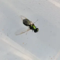 Black-horned Gem Fly thumbnail 2