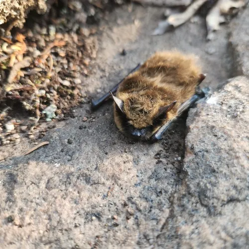 Eastern Small-footed Myotis