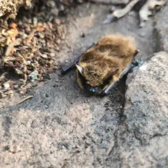 Eastern Small-footed Myotis thumbnail 1