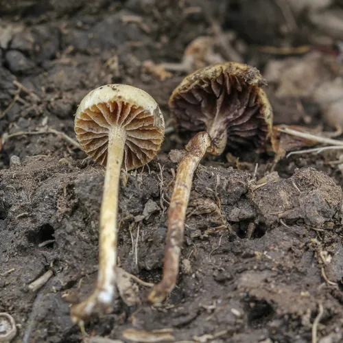 dung-loving Deconica