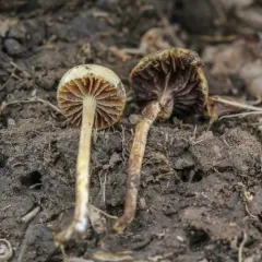 dung-loving Deconica thumbnail 1