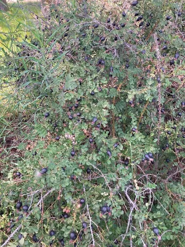 Burnet Rose