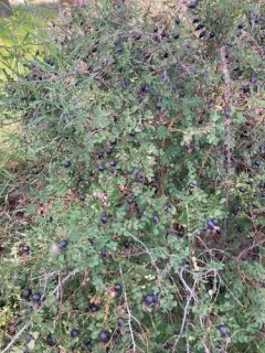 Burnet Rose thumbnail 1