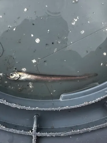 Pallid Eelpout