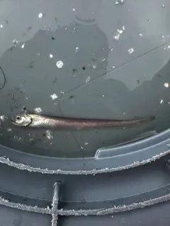 Pallid Eelpout thumbnail 1