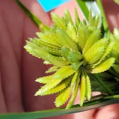 tall flatsedge thumbnail 1