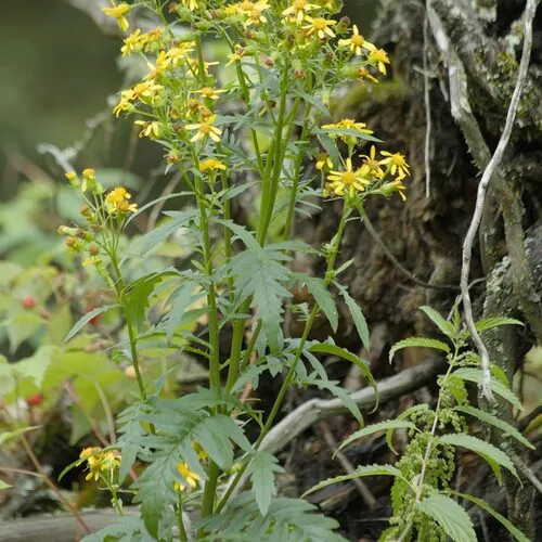 Cut-Leaved Ragwort