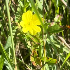 yellow sundrops thumbnail 2