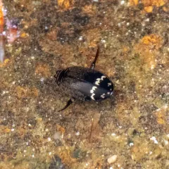 Median Predaceous Diving Beetle thumbnail 1