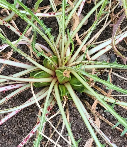 Stemless Evening Primrose