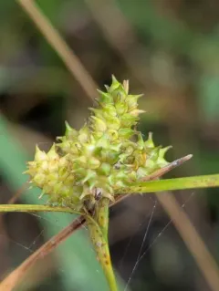 little green sedge thumbnail 2