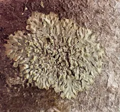Grainy Shadow-crust Lichen thumbnail 2