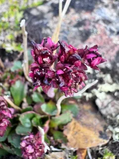 Red-hair Saxifrage thumbnail 2