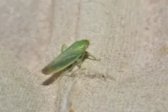 Gyponana geminata thumbnail 1