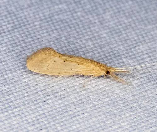 Oecetis avara