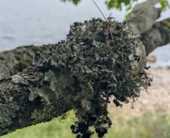 perforated ruffle lichen thumbnail 2