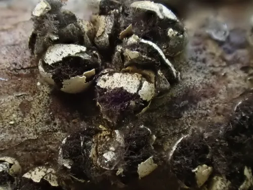 Diderma meyerae