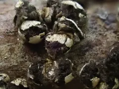 Diderma meyerae thumbnail 1