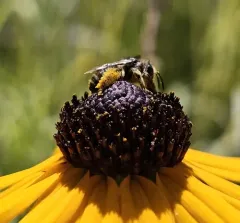 Small Long-horned Bee thumbnail 2