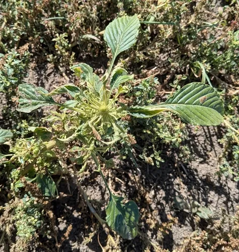 Palmer's Amaranth