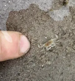 Pinnixa cylindrica thumbnail 1
