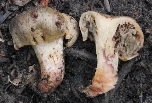 Gastroid Pine Spike