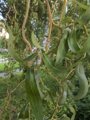 weeping willow