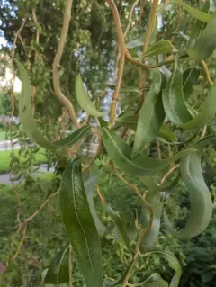 weeping willow thumbnail 1