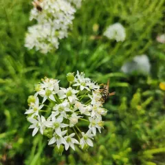 Garlic Chives thumbnail 2