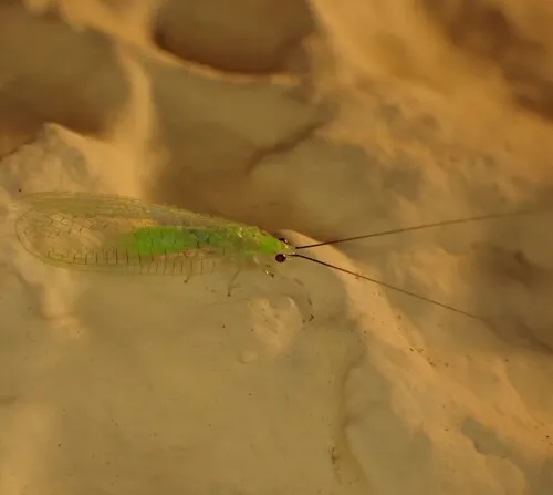 Stripe-horned Green Lacewing