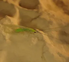Stripe-horned Green Lacewing thumbnail 1