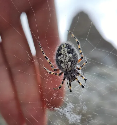 Rock Orbweaver