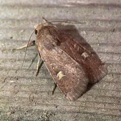 Square-spot Rustic thumbnail 2