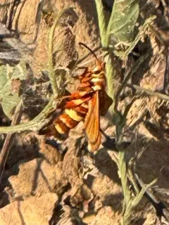 Gaura Borer Moth thumbnail 2