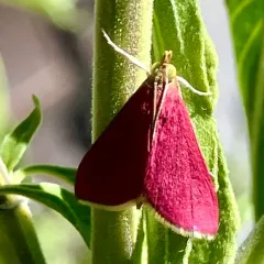 Inornate Pyrausta Moth thumbnail 1