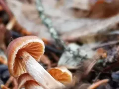 Cortinarius aurae thumbnail 2