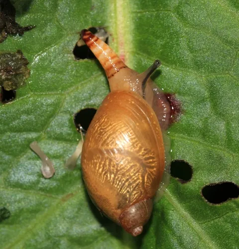 Leucochloridium variae