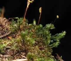 Red-mouthed Leafy Moss thumbnail 1
