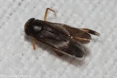 Callicorixa alaskensis thumbnail 2