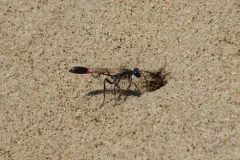 Ammophila harti thumbnail 2