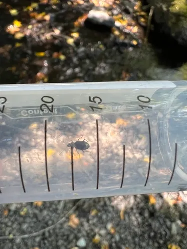 Bembidion erosum