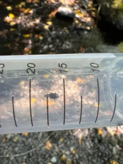 Bembidion erosum thumbnail 1