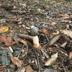 Ravenel's stinkhorn thumbnail 2