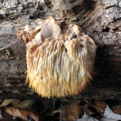 lion's-mane mushroom thumbnail 3
