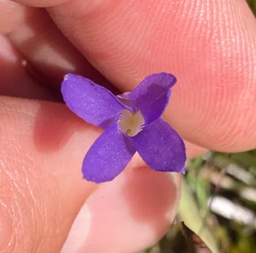 Hiker's Gentian