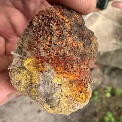 Gastroboletus ruber thumbnail 2