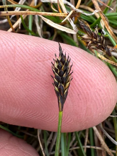 Anderson Sedge